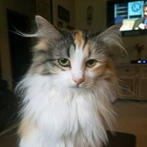 Meet your Posher, Mindi